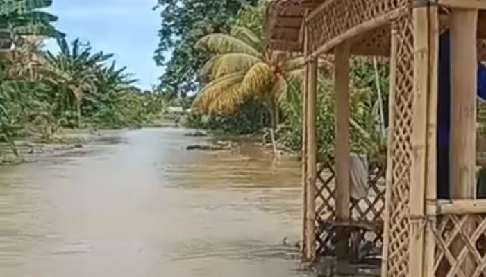 Tanggul Jebol, Desa Pompengan Tengah Kembali Terendam Banjir, Puluhan Hektar Sawah Terancam Gagal Panen