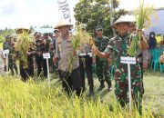 Kapolres Luwu Utara Bersama Kodam XIV Hasanuddin Vicon Panen Raya Padi Serentak di Mappedeceng