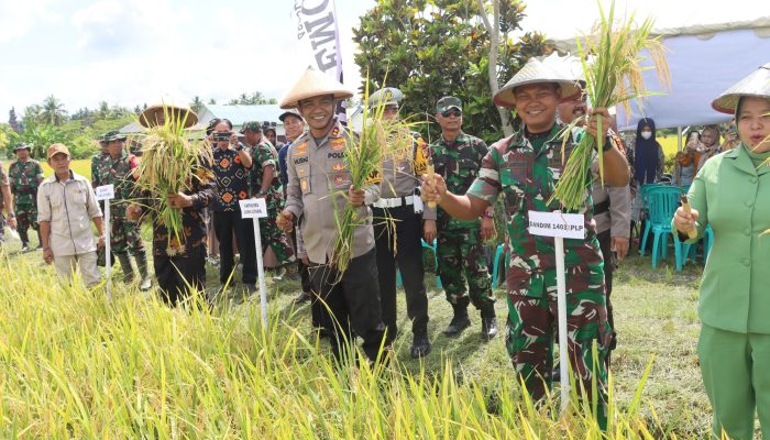 Kapolres Luwu Utara Bersama Kodam XIV Hasanuddin Vicon Panen Raya Padi Serentak di Mappedeceng