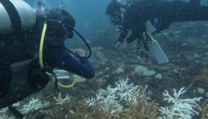 Peringati HBLH, IKAHIMBI Wilker VIII Lakukan Transplantasi Terumbu Karang di Tanjung Parasulu Luwu Timur