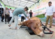 Polda Sulsel Sumbang 871 Ekor Sapi dan 20 Kambing Untuk Dibagikan Kepada Warga dan Anggota Polda