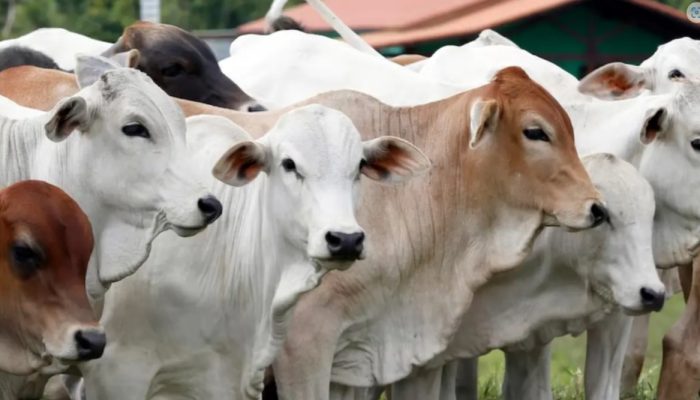 977 Hewan Kurban Dipotong Pada Perayaan Iduladha 1445 H di Luwu Utara