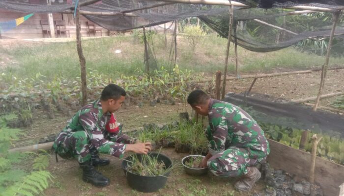 Koramil 1403-05/Bastem Laksanakan Pembibitan Pohon Vetiver