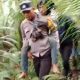 Polsek Rongkong Evakuasi Korban Yang 11 Hari Hilang di Hutan Lebat Seko