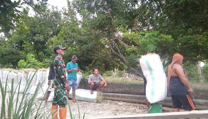 Dukung Sektor Pertanian, Kodim 1403/Palopo Lakukan Pendampingan Insentif Kepada Petani