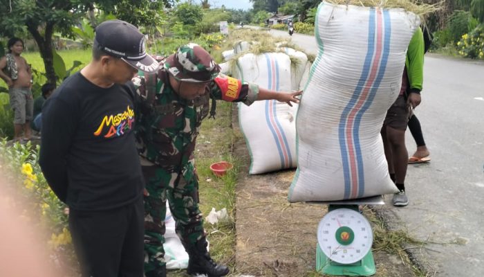 Babinsa Koramil 1403-11 Masamba Bersama Pihak Bulog Dampingi Penyerapan Gabah Hasil Panen Petani