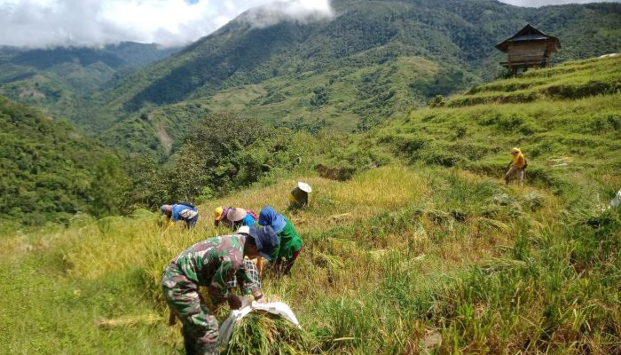 Dukung Ketahanan Pangan, Babinsa Koramil 1403-08 Limbong Lakukan Pendampingan Panen Padi di Rongkong