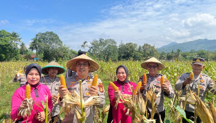 Dukung Ketahanan Pangan, Polres Luwu Utara Bersama Polsek Bone-Bone Lakukan Panen Raya Jagung