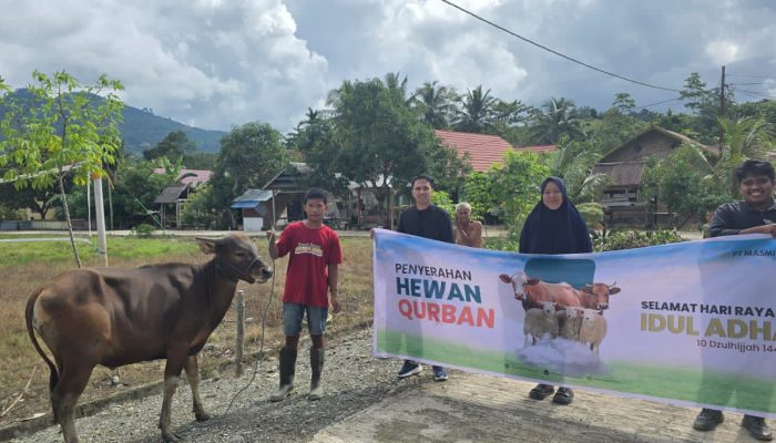 PT Masmindo Dwi Area Salurkan 21 Ekor Sapi Kurban ke Desa-desa di Kecamatan Latimojong
