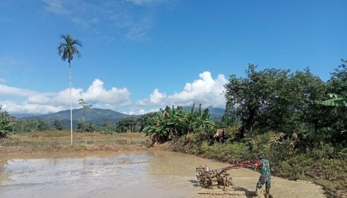 Babinsa Lakukan Pendampingan Kelompok Tani Dalam Rangka Pengolahan Lahan Pertanian di Desa Polewali