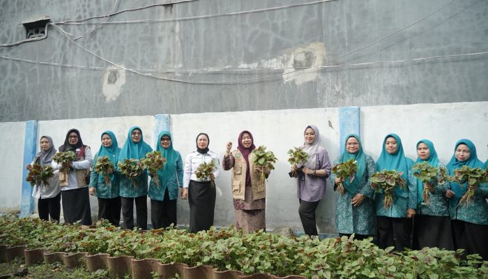 Ketua TP PKK Luwu Panen Perdana Sayur Bayam di Kebun Pekarangan Sekretariat KKS jalan Topoka