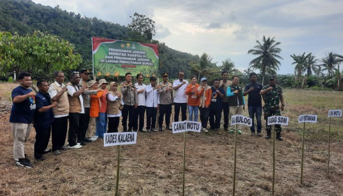 Danramil Malili Hadiri Penanaman Jagung Serentak di Desa Kalaena