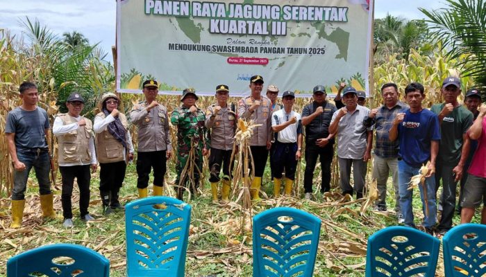 Babinsa Desa Lewonu Lakukan Panen Raya Jagung Serentak di Kecamatan Burau