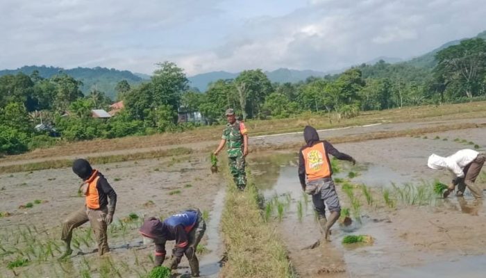 Sukseskan Program Ketahanan Pangan Ditingkat Desa, Babinsa Desa Batusitanduk Lakukan Pendampingan Kelompok Tani