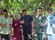Bupati Luwu Tinjau Pohon Kakao Calon Entris Sambung Pucuk di Kebun Warga