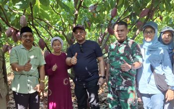 Bupati Luwu Tinjau Pohon Kakao Calon Entris Sambung Pucuk di Kebun Warga