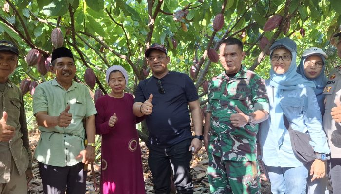 Bupati Luwu Tinjau Pohon Kakao Calon Entris Sambung Pucuk di Kebun Warga