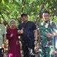 Bupati Luwu Tinjau Pohon Kakao Calon Entris Sambung Pucuk di Kebun Warga