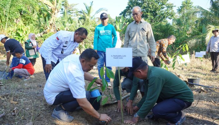 Bupati Luwu Dorong Penguatan ILM dan Hilirisasi Kakao–Padi Berkelanjutan