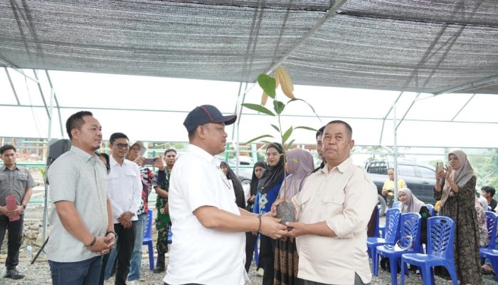 Tinjau Pembibitan, Bupati Luwu Targetkan Kembali Kejayaan Kakao